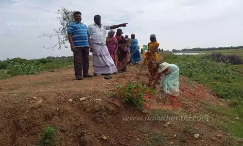பனை விதைகள் விதைப்பு