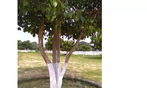 4 கிளைகளாக பிரிந்து வளரும் அதியச அரசமரம்