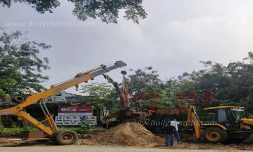 ஆனைமலை அருகே சாலை விரிவாக்கப்பணி: மரம் வேருடன் பிடுங்கி மறுநடவு