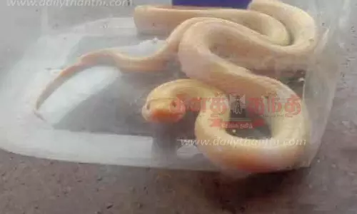 வீட்டுக்குள் புகுந்த வெள்ளை நிற பாம்பு மீட்பு