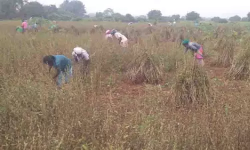 மானாவாரி நிலங்களில் எள் அறுவடை பணிகள் தீவிரம்