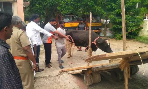 சாலையில் சுற்றித்திரிந்த மாடுகளை பிடித்த நகராட்சி ஊழியர்கள் சாலையில் சுற்றித்திரிந்த மாடுகளை பிடித்த நகராட்சி ஊழியர்கள்