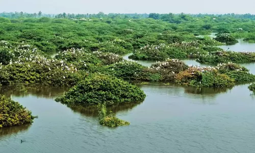 வேடந்தாங்கல் சரணாலயத்தில் குவிந்த வெளிநாட்டு பறவைகள் - சுற்றுலா பயணிகள் வரத்து அதிகரித்தது