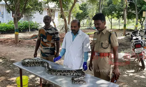 பொட்டிரெட்டிப்பட்டி அருகே சாலையில் செத்து கிடந்த மலைப்பாம்பு பொட்டிரெட்டிப்பட்டி அருகே சாலையில் செத்து கிடந்த மலைப்பாம்பு