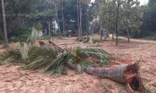 தோட்டத்தில் காட்டு யானைகள் புகுந்து அட்டகாசம்