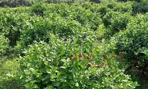 பனிப்பொழிவால் பூக்கள் உற்பத்தி குறைவு