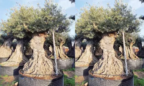 500 ஆண்டுகள் பழமையான பச்சை தங்கம்...!