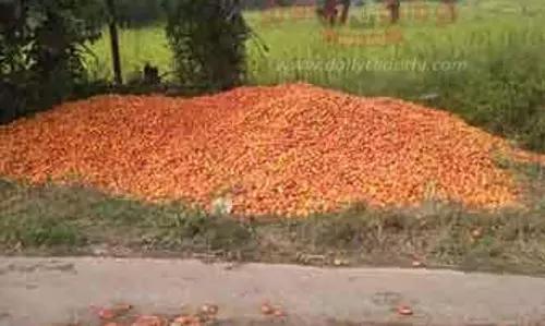 தக்காளியை சாலையோரம் கொட்டும் அவலம் தக்காளியை சாலையோரம் கொட்டும் அவலம்