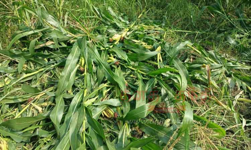 மக்காச்சோள பயிர்களை சேதப்படுத்திய புள்ளிமான்கள்