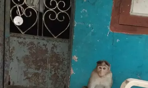 குரங்கு தொல்லையால் பொதுமக்கள் அவதி