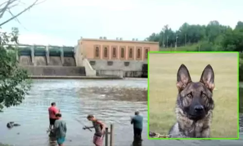 அமெரிக்காவில் ஆற்றில் தவறி விழுந்த 80 வயது முதியவரை கண்டுபிடித்த போலீஸ் நாய் அமெரிக்காவில் ஆற்றில் தவறி விழுந்த 80 வயது முதியவரை கண்டுபிடித்த போலீஸ் நாய்