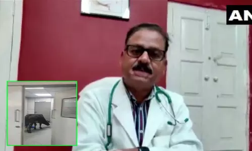 மத்திய பிரதேசம்:  ஐ.சி.யூ.வில் சுற்றி திரிந்து, மருத்துவ கழிவுகளை உண்ட பசு