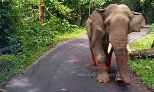 வால்பாறை-சாலக்குடி சாலையில் வாகன போக்குவரத்துக்கு தடை