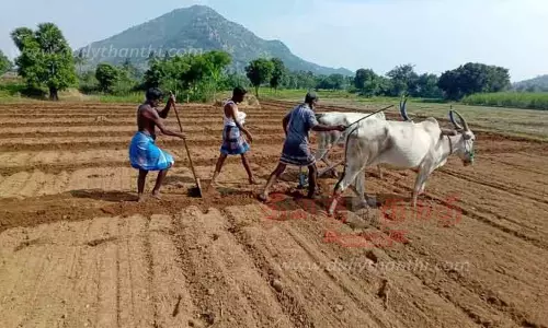 மணிலா பயிரிடுவதில் விவசாயிகள் தீவிரம்