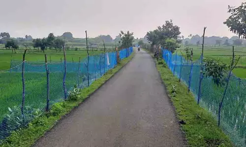 பயிர்களை பாதுகாக்க இருபுறமும் வேலி அமைத்த விவசாயிகள்