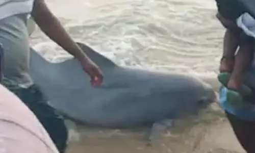 மீனவர்கள் வலையில் சிக்கிய கடல் பசு மீட்பு