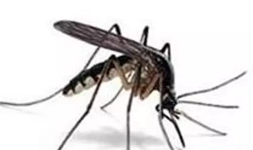 விட்டில் பூச்சிகளால் மிளகாய் செடிகள் நாசம்