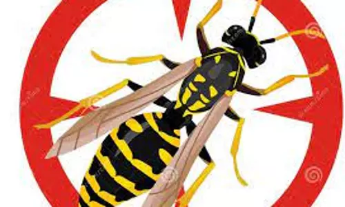 விஷ வண்டுகள் அழிப்பு