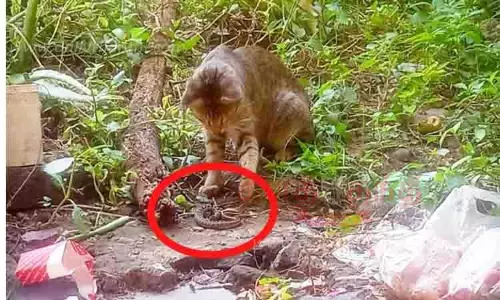 எஜமானர் வீட்டிற்குள் நுழைய முயன்ற பாம்பை கடித்து கொன்ற பூனை