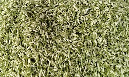 பூக்கள் ஏல சந்தையில் பூக்கள் விலை உயர்வு பூக்கள் ஏல சந்தையில் பூக்கள் விலை உயர்வு