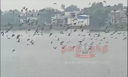 வெளிநாட்டு பறவைகள்
