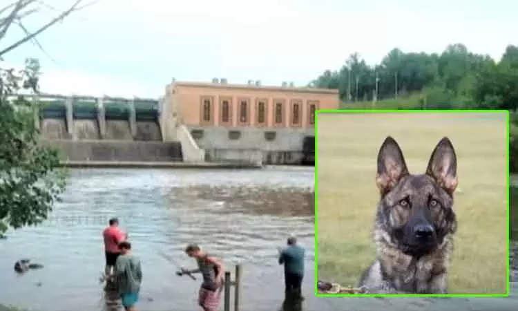அமெரிக்காவில் ஆற்றில் தவறி விழுந்த 80 வயது முதியவரை கண்டுபிடித்த போலீஸ் நாய் அமெரிக்காவில் ஆற்றில் தவறி விழுந்த 80 வயது முதியவரை கண்டுபிடித்த போலீஸ் நாய்