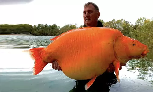 பிரான்சில் பிடிபட்ட 30 கிலோ எடை கொண்ட கோல்டு பிஷ்..! வைரலாகும் புகைப்படங்கள் பிரான்சில் பிடிபட்ட 30 கிலோ எடை கொண்ட கோல்டு பிஷ்..! வைரலாகும் புகைப்படங்கள்