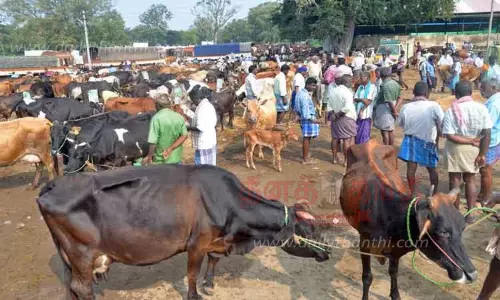 பொள்ளாச்சி சந்தையில் மாடுகள் விற்பனை மந்தம்