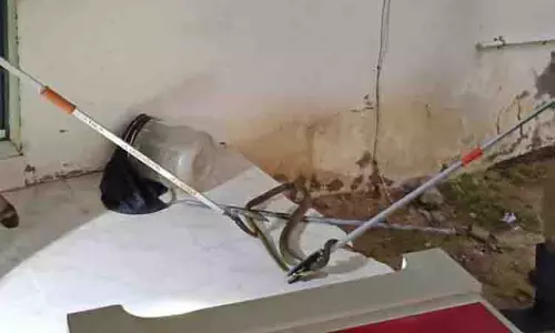 பீரோவில் புகுந்த பாம்பால் பரபரப்பு பீரோவில் புகுந்த பாம்பால் பரபரப்பு