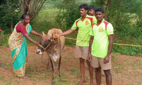 கிணற்றில் தவறி விழுந்த பசு உயிருடன் மீட்பு