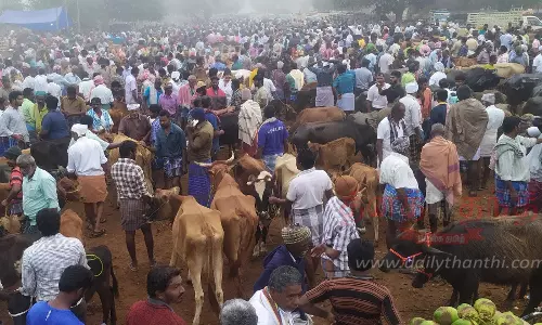 புதன் சந்தையில் மாடுகள் விலை குறைந்தது