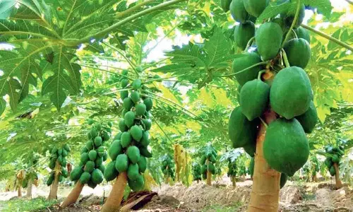 பப்பாளி செடியில் வைரஸ் நோய் தாக்குதல் பப்பாளி செடியில் வைரஸ் நோய் தாக்குதல்