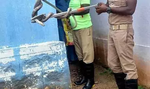 வீட்டுக்குள் புகுந்த பாம்பு வீட்டுக்குள் புகுந்த பாம்பு