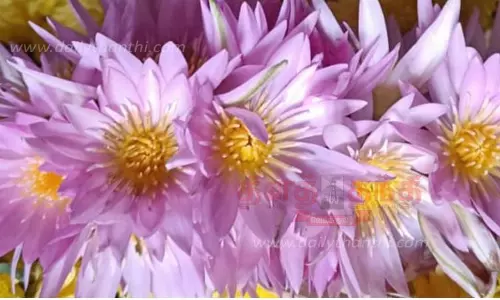 செங்கழுநீர் பூக்கள் அழிவில் இருந்து காப்பாற்றப்படுமா? செங்கழுநீர் பூக்கள் அழிவில் இருந்து காப்பாற்றப்படுமா?