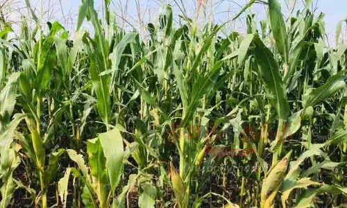 அமெரிக்கன் படைப்புழு தாக்குதலால் மக்காச்சோளம் விளைச்சல் பாதிப்பு அமெரிக்கன் படைப்புழு தாக்குதலால் மக்காச்சோளம் விளைச்சல் பாதிப்பு