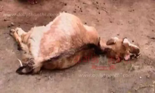 தாளவாடி அருகே ஆட்டுக்குட்டியை கடித்துக்கொன்ற சிறுத்தை தாளவாடி அருகே ஆட்டுக்குட்டியை கடித்துக்கொன்ற சிறுத்தை