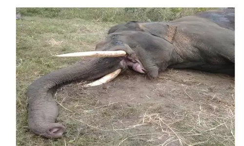 வனப்பகுதியில் காட்டு யானையுடன் சண்டை:  தசரா யானை கோபாலசாமி செத்தது