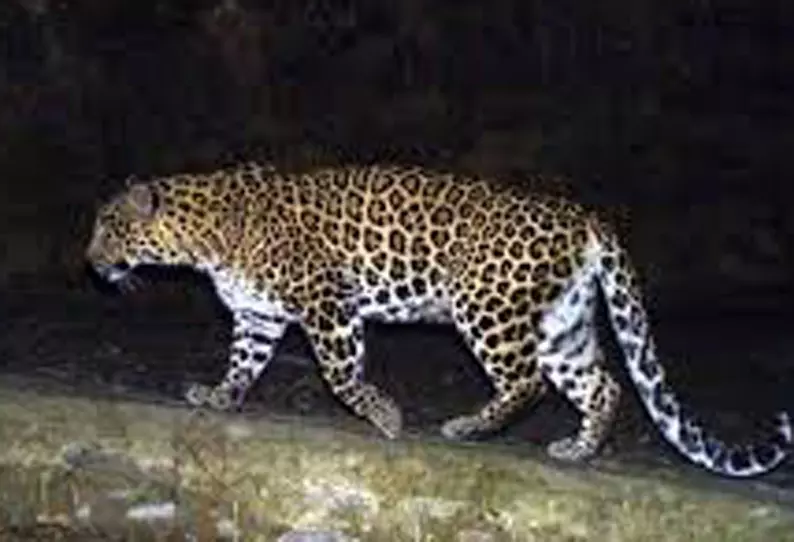 நாசிக்கில் குடியிருப்பு பகுதியில் புகுந்த சிறுத்தைப்புலி