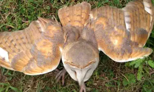 ஆஸ்திரேலியாவை சேர்ந்த அரிய வகை ஆந்தை மீட்பு