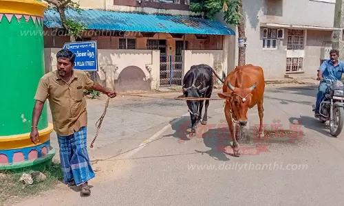 போக்குவரத்துக்கு இடையூறாக சுற்றித்திரிந்த 15 மாடுகளின் உரிமையாளர்களுக்கு அபராதம் போக்குவரத்துக்கு இடையூறாக சுற்றித்திரிந்த 15 மாடுகளின் உரிமையாளர்களுக்கு அபராதம்