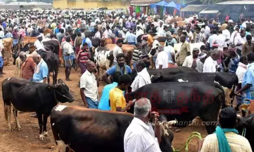 கருங்கல்பாளையம் சந்தையில்  90 சதவீத மாடுகள் விற்பனை