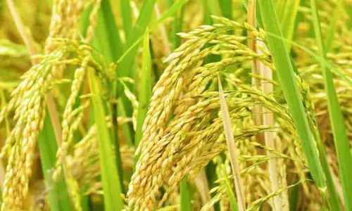 அமராவதி பகுதியில் நெற்கதிர்கள் விளைந்து அறுவடைக்கு தயாராக உள்ளன.