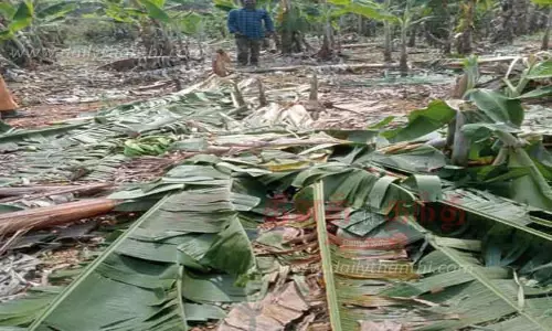காரமடை அருகே காட்டு யானைகள் அட்டகாசம்-500 வாழைகள் நாசம்
