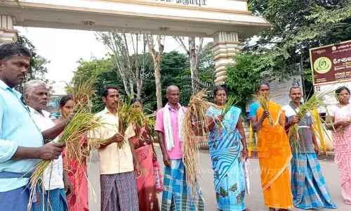 தர்மபுரி கலெக்டர் அலுவலகத்திற்கு அழுகிய நெற்பயிர்களுடன் வந்த விவசாயிகளால் பரபரப்பு இழப்பீடு வழங்க கோரிக்கை தர்மபுரி கலெக்டர் அலுவலகத்திற்கு அழுகிய நெற்பயிர்களுடன் வந்த விவசாயிகளால் பரபரப்பு இழப்பீடு வழங்க கோரிக்கை