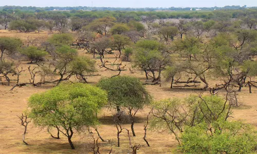 பறவைகள் இல்லாமல் வெறிச்சோடிய மேலச்செல்வனூர் சரணாலயம்