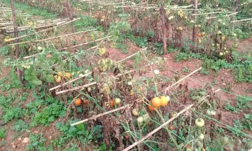 செடிகளிலேயே பறிக்காமல் விடப்படும் தக்காளிகள்