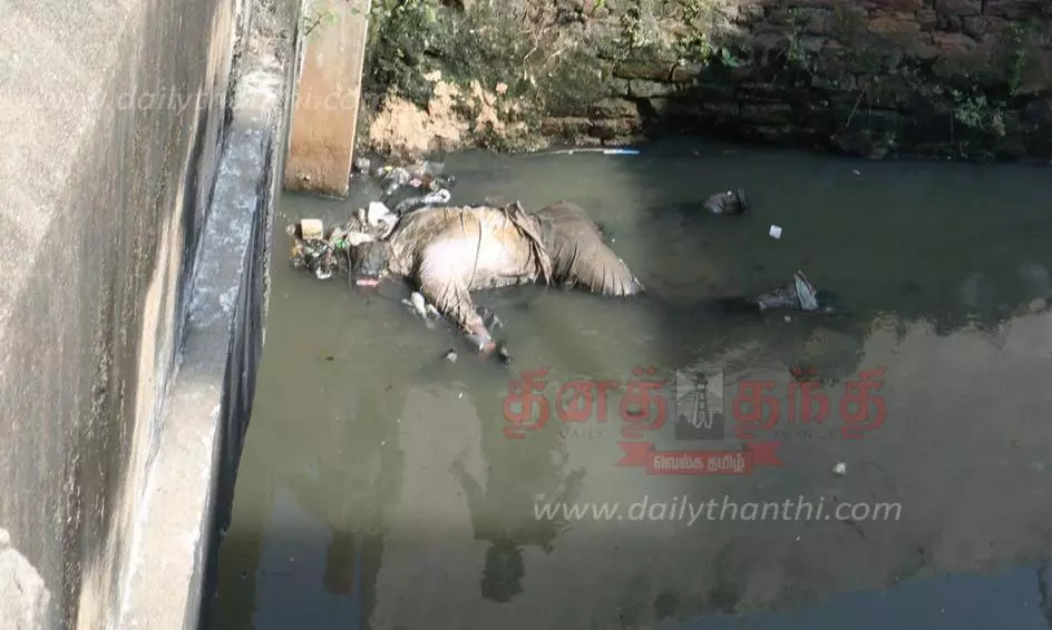கழிவுநீர் வாய்க்காலில் அழுகிய நிலையில் ஆண் பிணம் கழிவுநீர் வாய்க்காலில் அழுகிய நிலையில் ஆண் பிணம்
