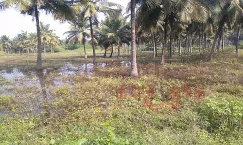 நெகமம் அருகே தென்னந்தோப்புகளில் குளம் போல் தேங்கி நிற்கும் மழைநீர்-தேங்காய் பறிக்க முடியாததால் விவசாயிகள் கவலை