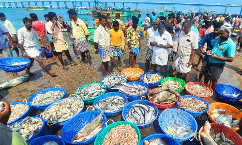ராமேசுவரம், பாம்பனில் மீன்கள் விலை குறைந்ததால் மீனவர்கள் ஏமாற்றம் ராமேசுவரம், பாம்பனில் மீன்கள் விலை குறைந்ததால் மீனவர்கள் ஏமாற்றம்