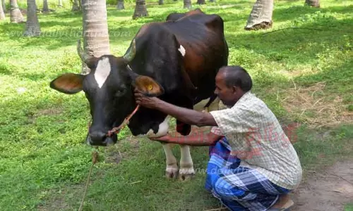 பால் உற்பத்தி குறைந்தது:அம்மை நோய் பாதிப்பால் மாடுகள் இறக்கும் அபாயம்- முகாம் அமைத்து தடுப்பூசி செலுத்த விவசாயிகள் வலியுறுத்தல்